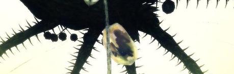 Reseña de Literatura | Invernáculo, de Brian W. Aldiss. «Obedeciendo a una ley inalienable, las cosas crecían tumultuosas y extrañas» Reseña de Literatura | Invernáculo, de Brian W. Aldiss. «Obedeciendo a una ley inalienable, las cosas crecían tumultuosas y extrañas»