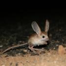 Los 10 animales más raros del mundo-23.jpg