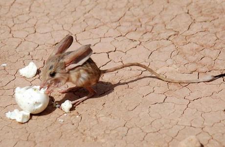 Los 10 animales más raros del mundo-22.jpg