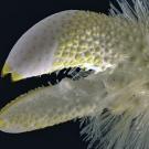 Los 10 animales más raros del mundo-8.jpg