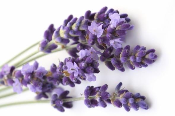 lavanda-large-021