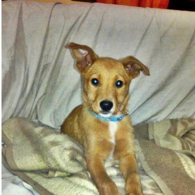 Foto: Nombre: Jon Sexo: Macho Edad: 1 noviembre 2012 Carácter: juguetón y activo. Sociable con otros perros y dulce y cariñoso. Tamaño: mediano