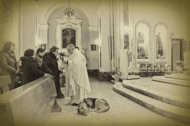 El perro que espera a su dueña muerta dentro de la iglesia