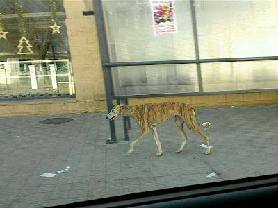 Tigra, galga coja abandonada en un pueblo de Huelva.