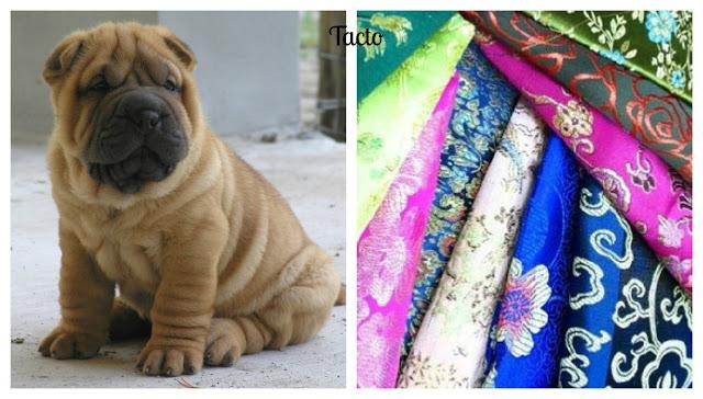 Siento...luego existo