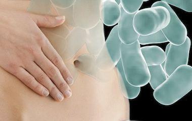 Las Bacterias del Intestino