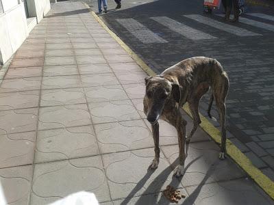 galg@ abandonado pueblo Sevilla, ayuda urgente!!