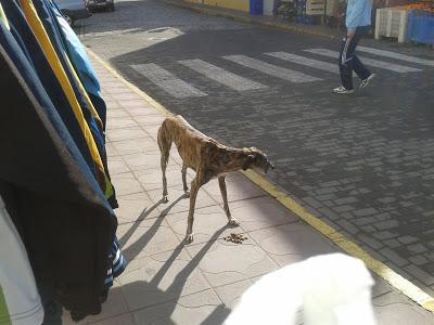 galg@ abandonado pueblo Sevilla, ayuda urgente!!