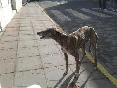 galg@ abandonado pueblo Sevilla, ayuda urgente!!