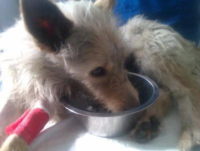 PEPA SE MUERE. POR FAVOR ES MUY URGENTE NECESITAN UNA MEDICACIÓN PARA LA PERRITA DE UNA AMIGA....‏