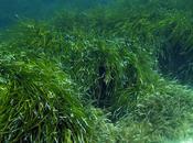 excremento peces ayuda propagarse pastos marinos