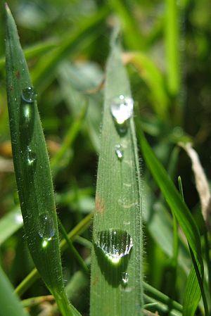English: Water droplet on grass. Galego: Gota ...