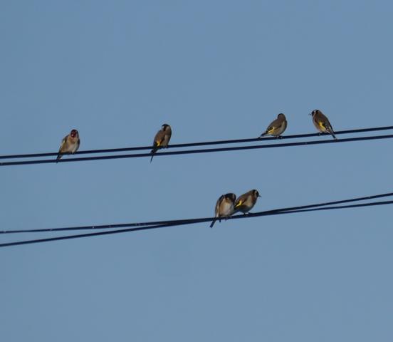 Xilgueros y chirivites