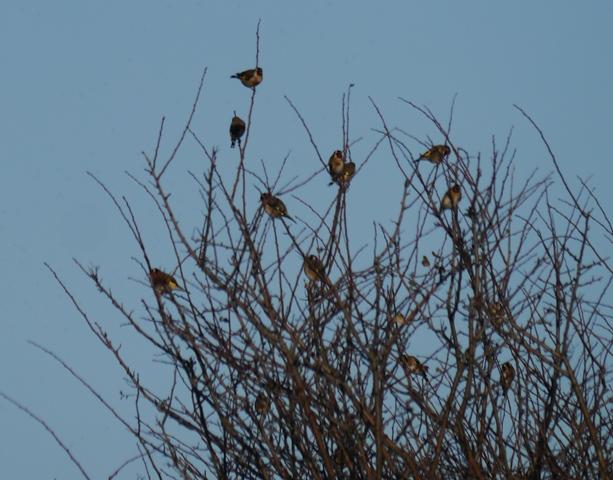 Xilgueros y chirivites