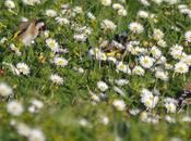 Xilgueros chirivites