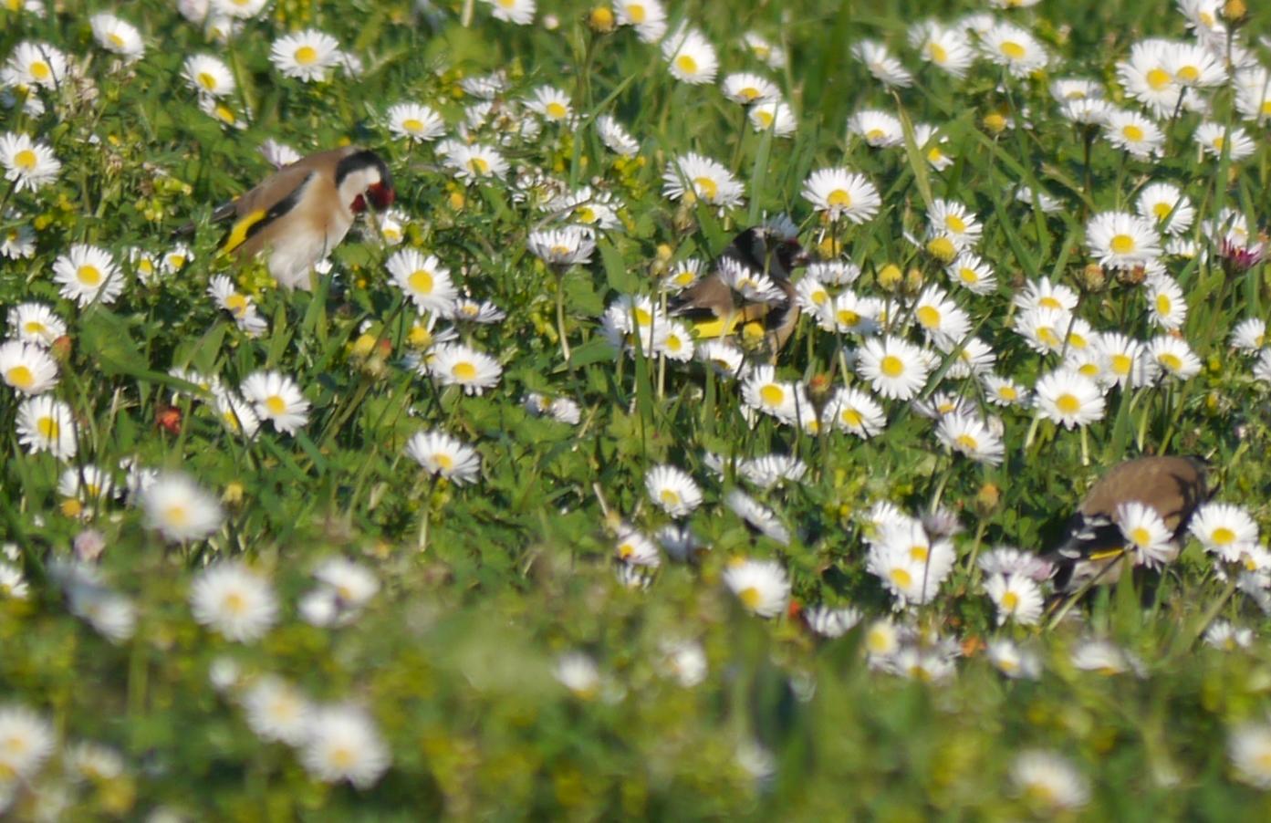 Xilgueros y chirivites