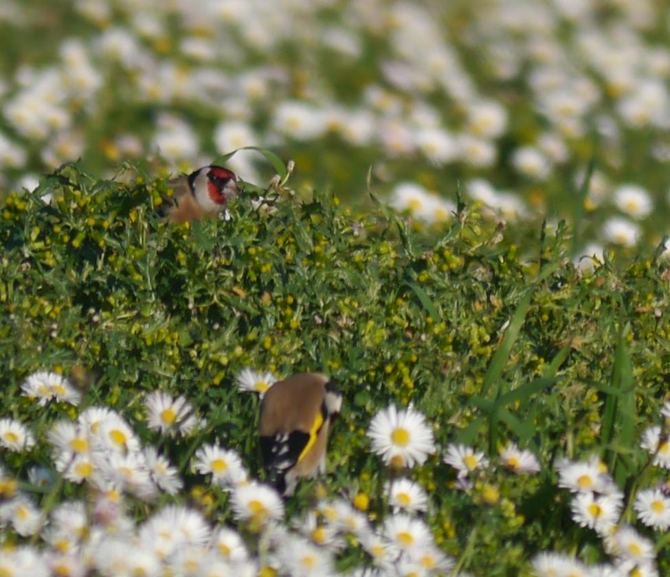 Xilgueros y chirivites