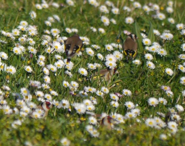 Xilgueros y chirivites