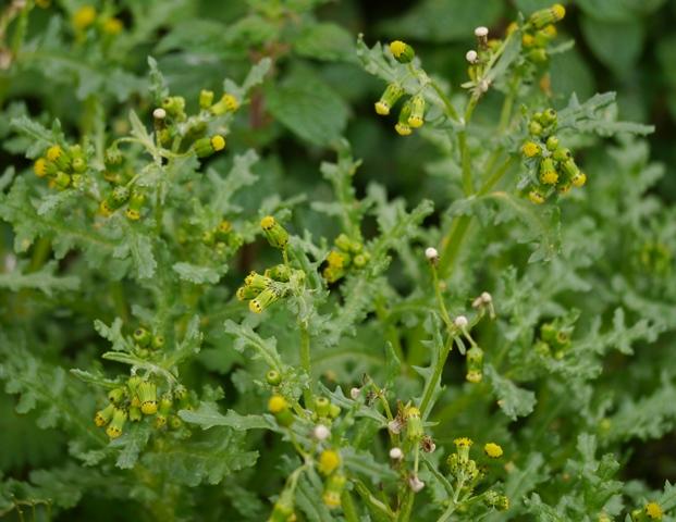 Xilgueros y chirivites