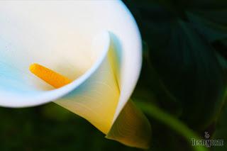 Cartucho, por Santhiago Kantos