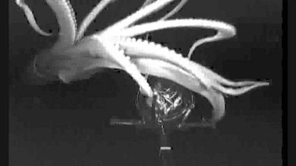 calamar gigante cerca de una e-medusa