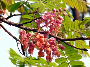 Cassia Rosa - Cassia grandis