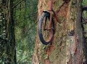 Árbol traga bicicletas