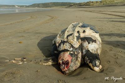 Aparece una Tortuga laud muerta en Salinas
