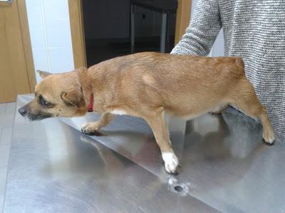 PAREJA DE RATONERITOS, AYUDA POR FAVOR, LA PERRITA VA A PARIR... (VALENCIA)