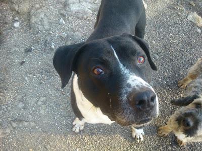 URGENTISIMO, PITBULL, LO VAN A SACRIFICAR!!. (PERRERA DE POIO)...