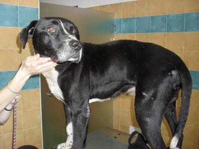 URGENTISIMO, PITBULL, LO VAN A SACRIFICAR!!. (PERRERA DE POIO)...