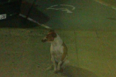 PERRA DE CAZA PREÑADA EN UN PUEBLO DE CÁCERES.