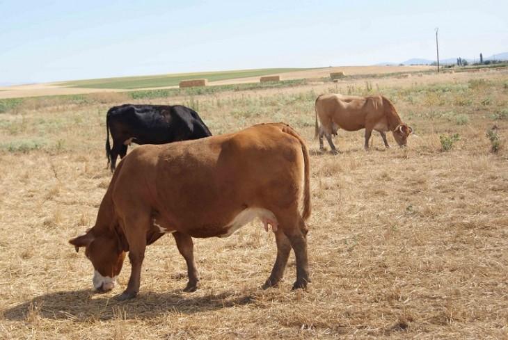 recortes ayudas al campo en España. vacas pastando