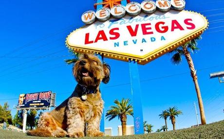 Muere Oscar, el perro viajero