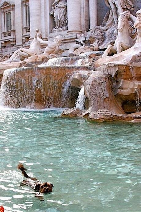 Muere Oscar, el perro viajero