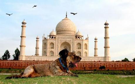 Muere Oscar, el perro viajero