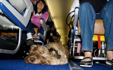 Muere Oscar, el perro viajero