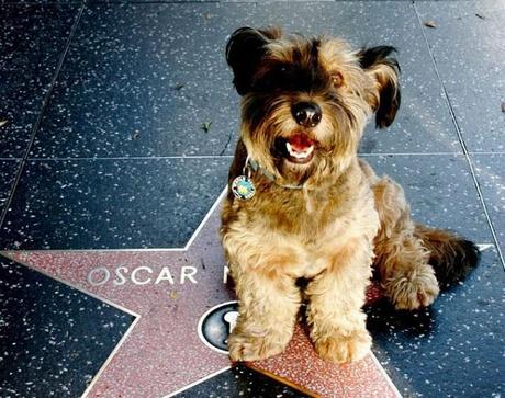Muere Oscar, el perro viajero