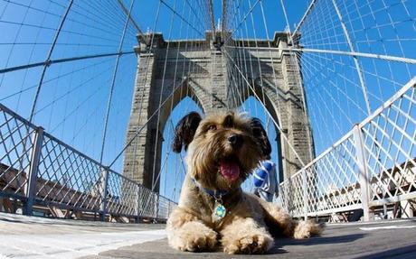 Muere Oscar, el perro viajero