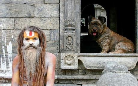 Muere Oscar, el perro viajero