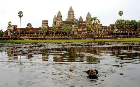 Muere Oscar, el perro viajero