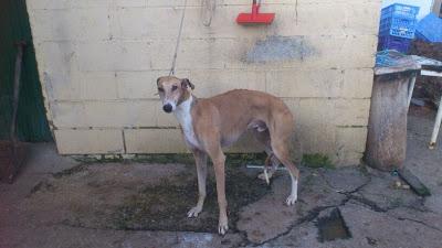 Galgos en busca de una oportunidad.