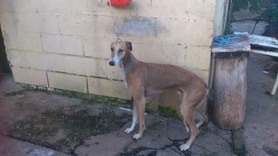 Galgos en busca de una oportunidad.