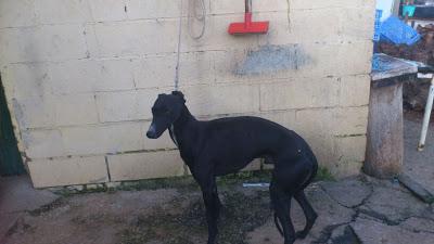 Galgos en busca de una oportunidad.