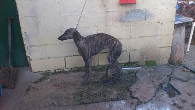 Galgos en busca de una oportunidad.