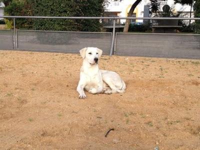 URGENTE LE HAN DISPARADO!! labrador BLANCO Y PRECIOSO de 1 añito en la calle ATROPELLADO Y COJEA. (Huelva)