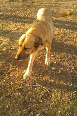 MASTINA ABANDONADA EN UN CARRIL. (SEVILLA)