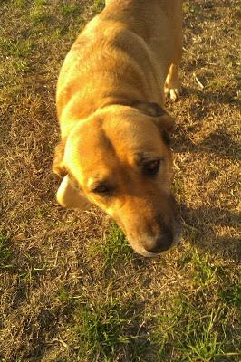 MASTINA ABANDONADA EN UN CARRIL. (SEVILLA)