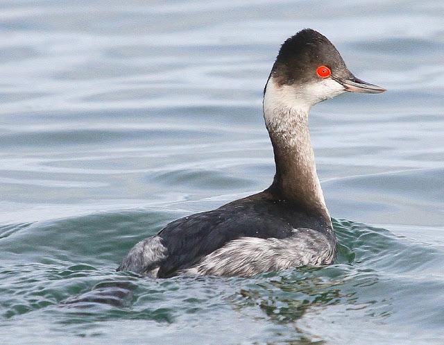 Santoña desde dentro con avescantabricas