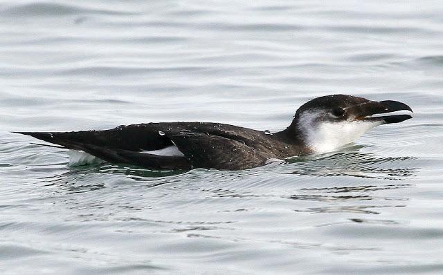 Santoña desde dentro con avescantabricas